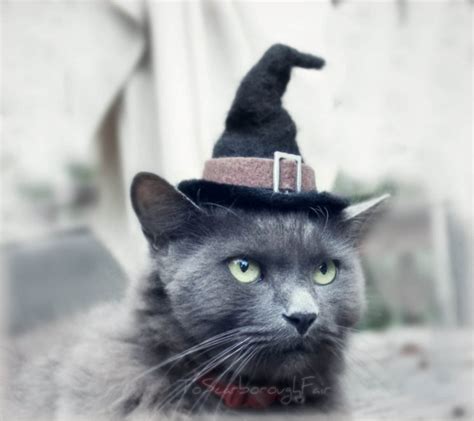 Cat Costume Witch Hat Hissy Witch Cat Halloween Costume