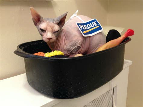 50 Purrfect Halloween Costume Ideas For Your Pet