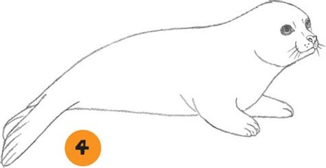 Harp Seal - Learn to draw: Sea Creatures | Drawings, Animal drawings