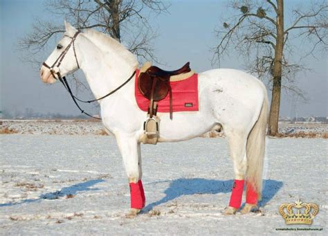 9 Best Anky Hot Pink Images On Pinterest Hot Pink Horse Tack And