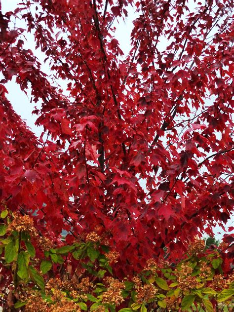 17 Of Our Favorite Types Of Maple Trees Red Maple Tree Red Tree Trees