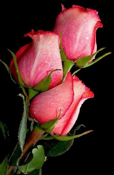F02606a0c585fd623de5834e9158a49f Rose Buds Pink Roses 564×861