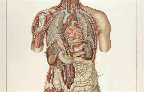 Image Anatomie Du Corps Humain Anatomie Physiologie Anatomie Corps The Best Porn Website