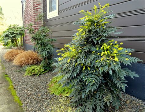 Danger Garden Mahonia Gracilipes Is My Favorite Plant In The Garden