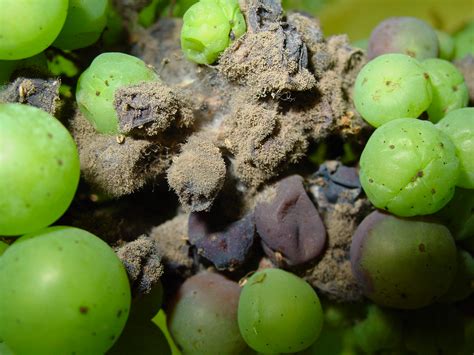 Know Your Grapevine Bunch Rots Agriculture And Food