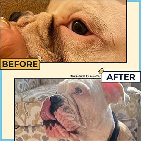 How To Cure Bulldog Wrinkle Infection