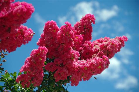 Crepe Myrtles How To Grow And Care For Better Homes And Gardens