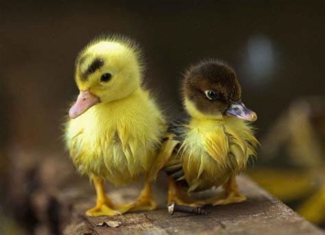 Funny Yellow Ducks Funny Animals