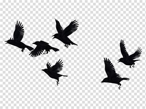 Crows Mega Silhouette Of Birds Transparent Background Png Clipart
