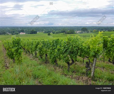 Landscape View Vines Image And Photo Free Trial Bigstock