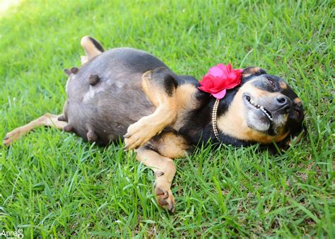 Pregnant Dog Works It In Her Very Own Maternity Photo Shoot