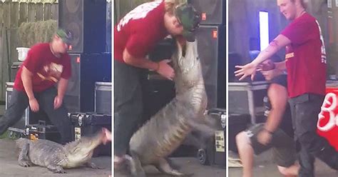 Watch The Moment Alligator Turns On Handler And Sinks Teeth Into His
