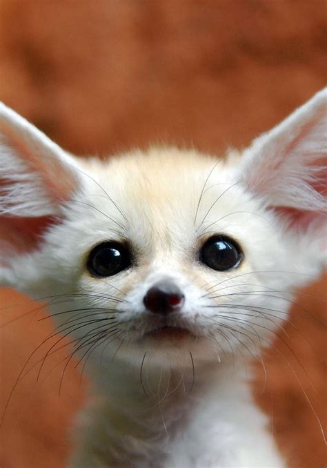 Little Fennec Fox Cute Animals Cute Baby Animals Cute Funny Animals