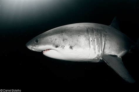 Black Water White Sharks Photographing An Apex Predator At Night