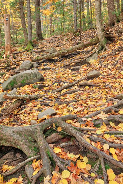 Autumn Maliseet Forest Trail By Somadjinn On Deviantart