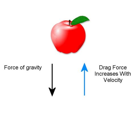 Terminal Velocity Of A Human Free Fall And Drag Force Owlcation