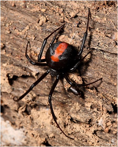 The quick bite of the black widow spider has the power to paralyze large prey. What to do When an Alabama Black Widow Bites You - Vulcan ...
