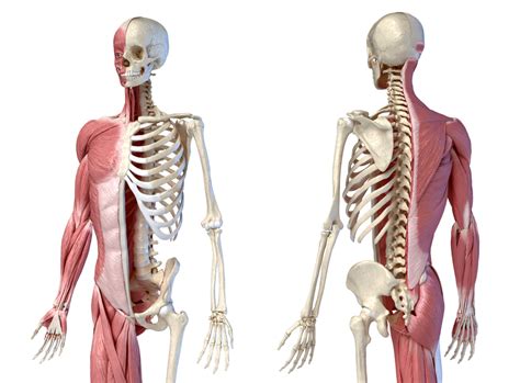 What Are Musculoskeletal Disorders How To Treat Them Broadview Clinic