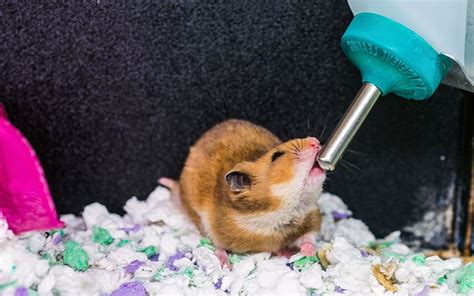 Looking For The Best Hamster Water Bottle Then Welcome To Our Complete Hamster Water Bottle