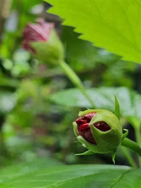 Double Hibiscus Bud Closed Flower Stock Image Image Of Petal Nature