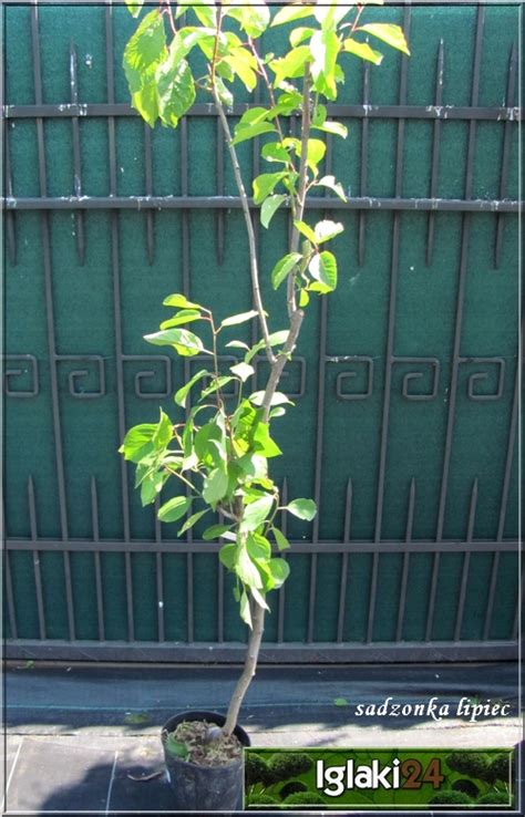 Prunus Domestica Mirabelka Z Nancy Śliwa Mirabelka Z Nancy C5 60