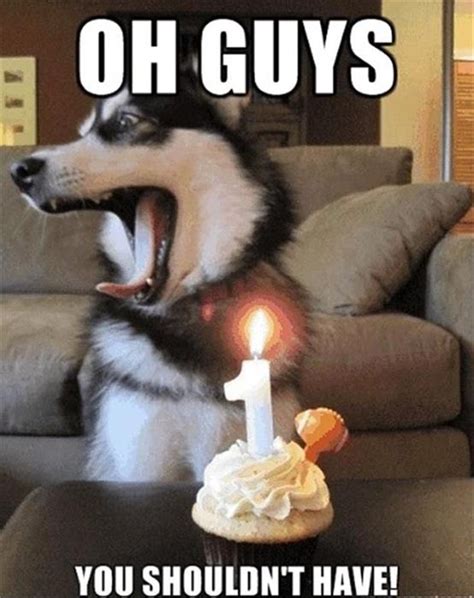 101 Funny Happy Birthday Dog Memes For Paw Lovers Everywhere Art