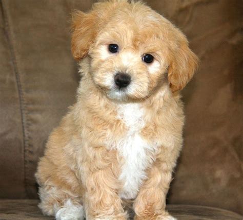 Maybe you would like to learn more about one of these? Apricot Maltipoo Puppy | ... of Maltipoos we have already matched up to some amazing puppy ...