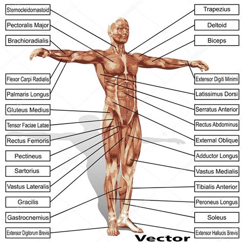 Anatomie Humaine Avec Muscles Image Vectorielle Par Design36