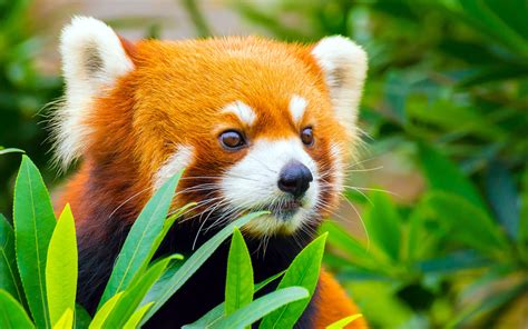 Red Panda Wolong Nature Reserve China