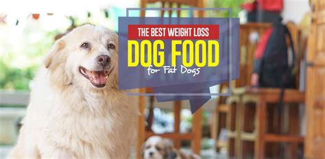 After all, you want your best furry friend to be around for a long time and these reduced fat weight control dog foods will help promote a longer life with them. The Best Weight Loss Dog Food for Overweight Dogs in 2020