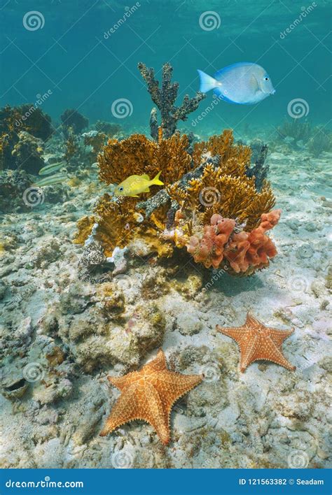 Colorful Marine Life Underwater Caribbean Sea Stock Photo Image Of