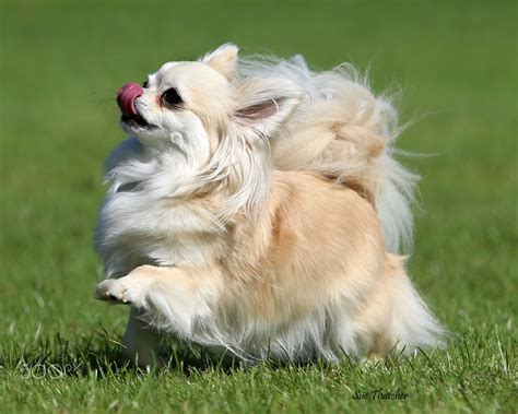He has started to develop cataracts over his eyes but can still see okay at. Long Haired Chihuahua | Cute chihuahua, Chihuahua ...