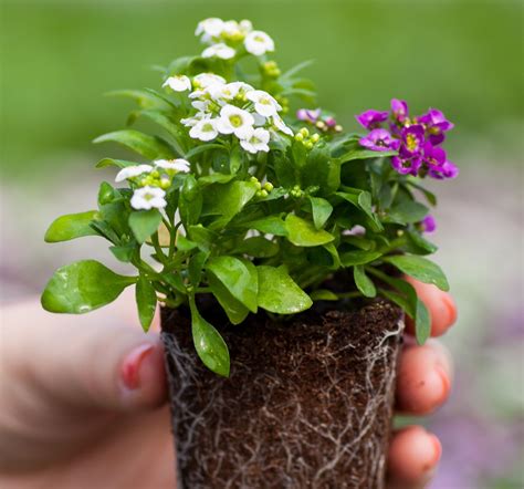 How To Grow Your Alyssum Seeds