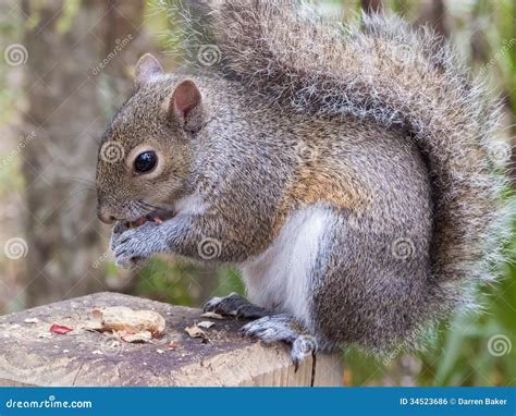 Gray Squirrel Eating A Peanut Royalty Free Stock Image Image 34523686