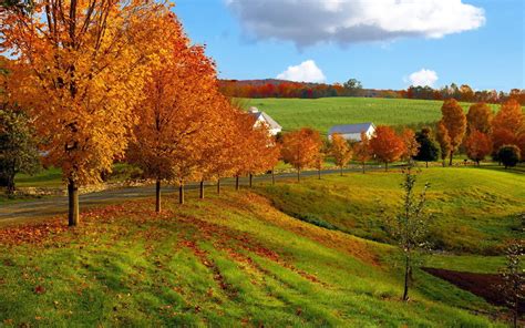 Photo Of Brown Trees And Green Field Under Blue And White Sky Hd