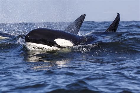 Biggs Transient Killer Whale Orcinus Orca Monterey Bay C Flickr