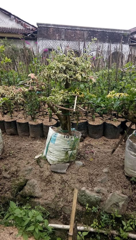 Menjual pokok bunga kertas,bonsai,pasu,tanah&baja utk tnaman. JUAL POHON BONSAI BOUGENVILLE (bunga kertas) | JASA TUKANG ...