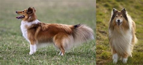Shetland Sheepdog Vs Collie Breed Comparison Mydogbreeds