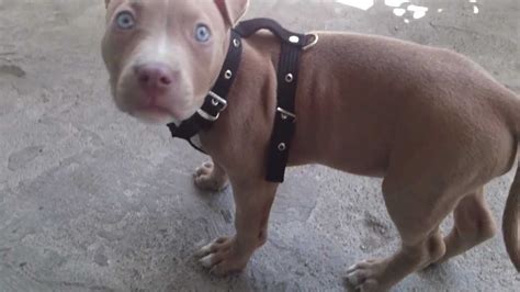 It is possible for a blue brindle to have blue eyes, but darker eye color like brown is generally more common in pitbulls. The Difference Between a Blue Fawn Pitbull and Blue Nose ...