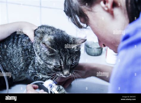 Vet Treating Domestic Cat Stock Photo Alamy