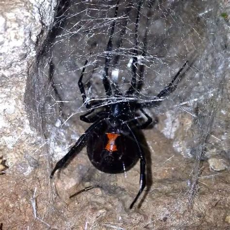 Latrodectus Hersperus Western Black Widow Usa Spiders