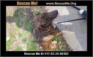 Puppies can eat lots of calorie filled foods because they need to grow. Ohio Dog Rescue ― ADOPTIONS ― RescueMe.Org