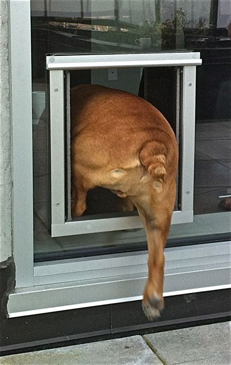 Panels are an easy option for putting a pet door in a sliding glass door, but they aren't always practical. Build a Dog Door for Sliding Glass Door - TheyDesign.net - TheyDesign.net