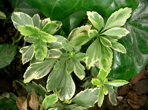 Mountain pachysandra is a native plant in the buxaceae family. File:Pachysandra terminalis3.jpg - Wikimedia Commons