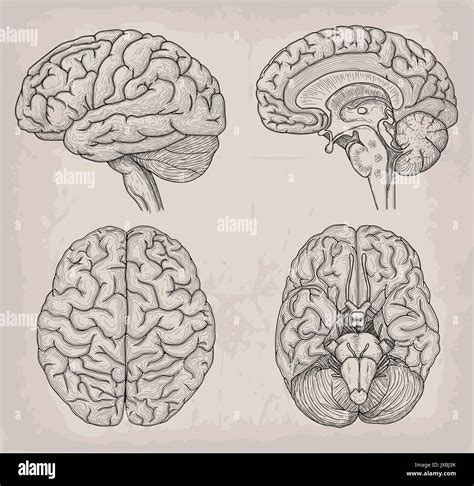 Cerebro Humano Anatómica Ilustración La Medicina La Ilustración