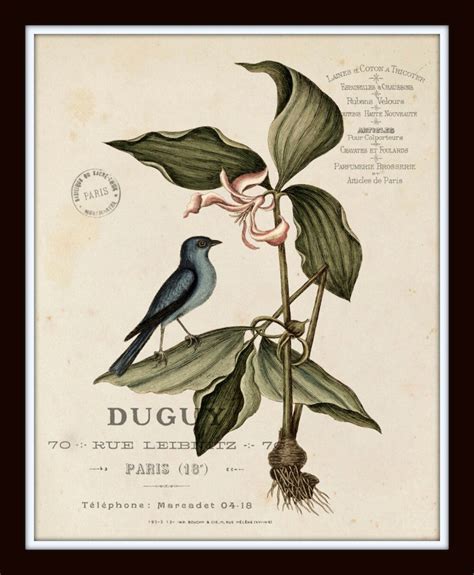 vintage bird and botanical print set no 2 giclee art print etsy