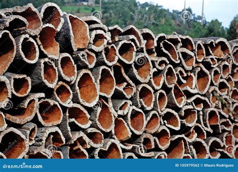 Bark Harvested Stock Photo Image Of Cultivation Layer 105979562