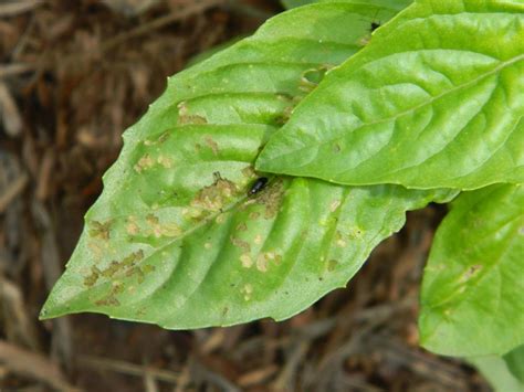 Dried basil leaves packed with a wonderful aroma & taste. Garden of Disease (plants forum at permies)