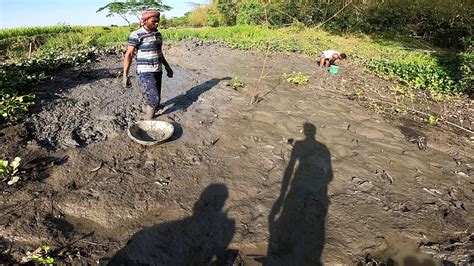 Mud Live Hand Fishing Bd On Village Bengali Fishing Video Youtube