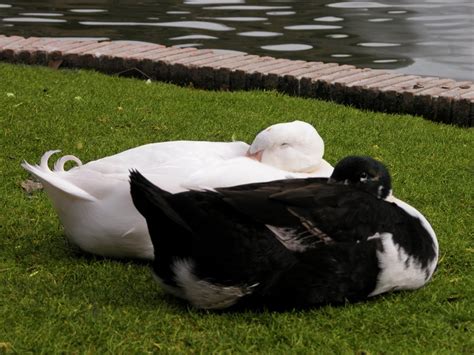 Sleepy Ducks Free Photo Download Freeimages